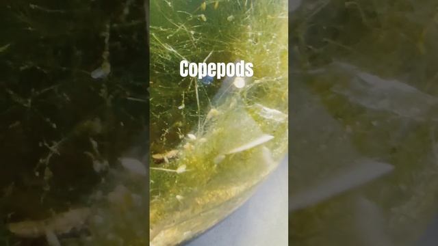 Copepods #copepods #aquariumhobby