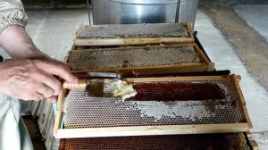 сбор меда на пасеке у ученика