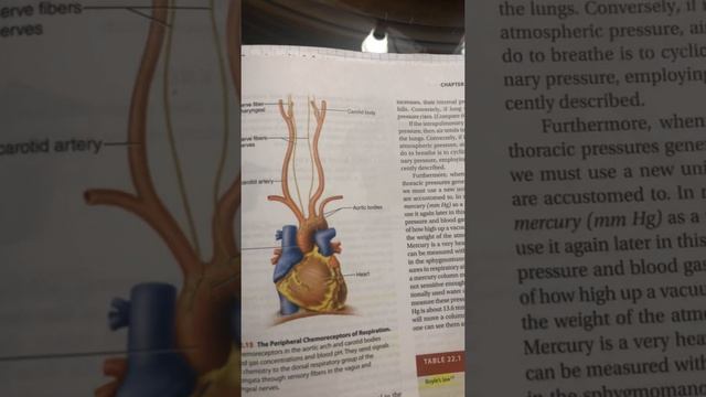 PH Regulation By Respiratory System