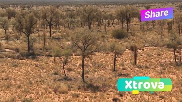 🦘🌟 Australia’s Unique Wildlife: Explore the Wild 🌏🐾 смотреть онлайн