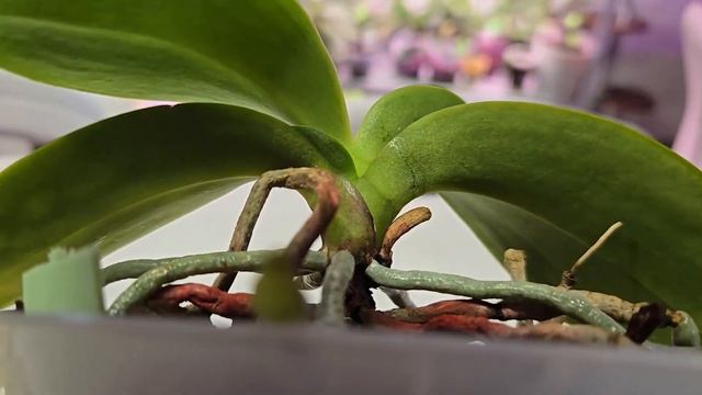 ФАЛЕНОПСИСЫ! Инфекционный хлороз. Что это? И как его лечить? смотреть онлайн