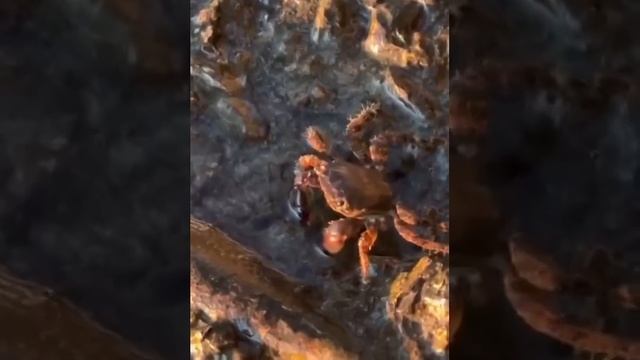 Кто видел как Краб питается? 🦀🦀🦀 смотреть онлайн