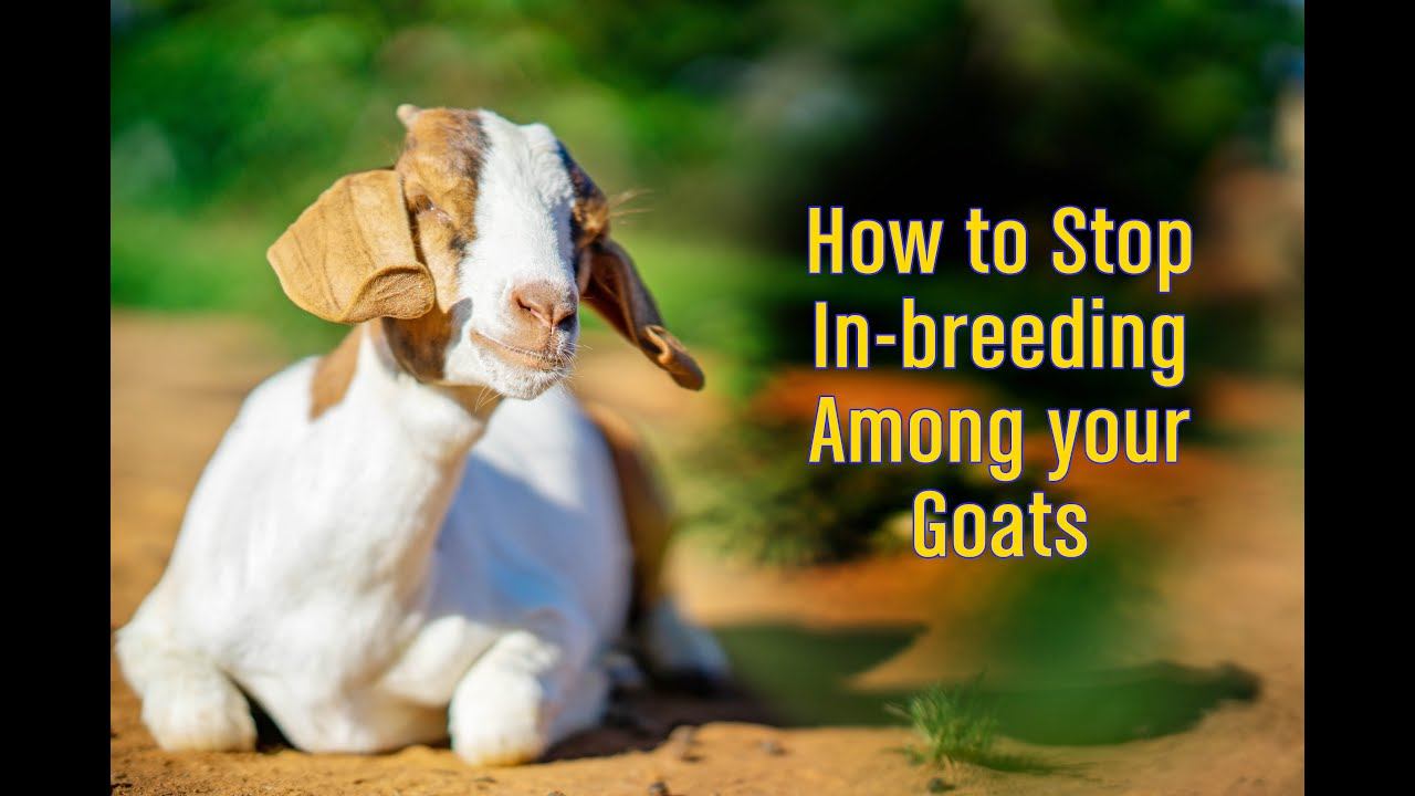 How to stop in breeding among your goats смотреть онлайн