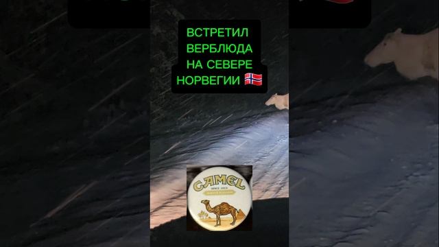 верблюды в Норвегии смотреть онлайн