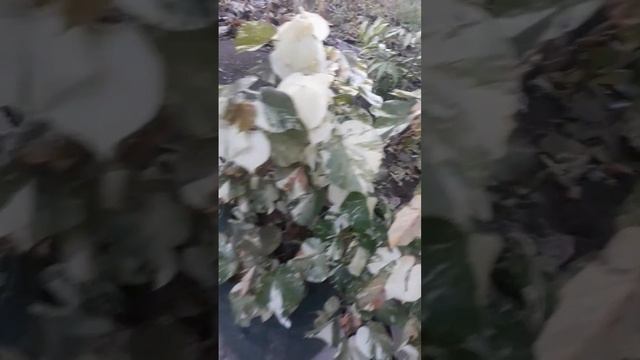 WARU VARIGATA #partikelirnursery