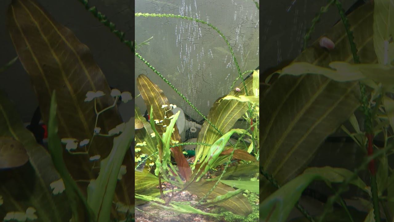 Уровень шума моих аквариумных аэраторов