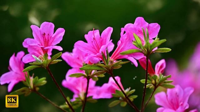 8K VIDEOS | COLLECTION WITH NATURE 8K VIDEOS HDR 60 FPS