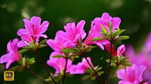 8K VIDEOS | COLLECTION WITH NATURE 8K VIDEOS HDR 60 FPS