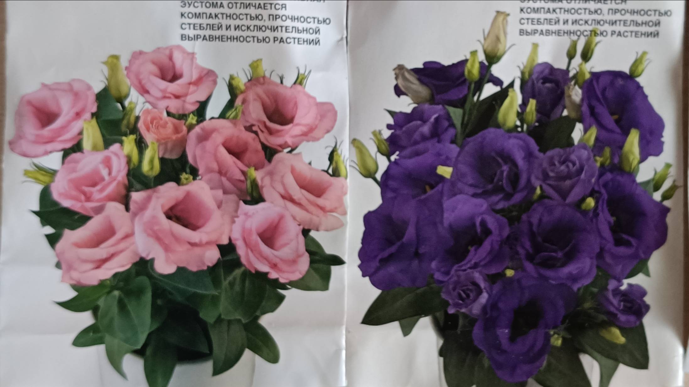 Что посеять в декабре? Эустома, мой способ посева. смотреть онлайн