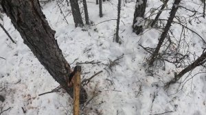 Промысловая охота 2024. Якутия.