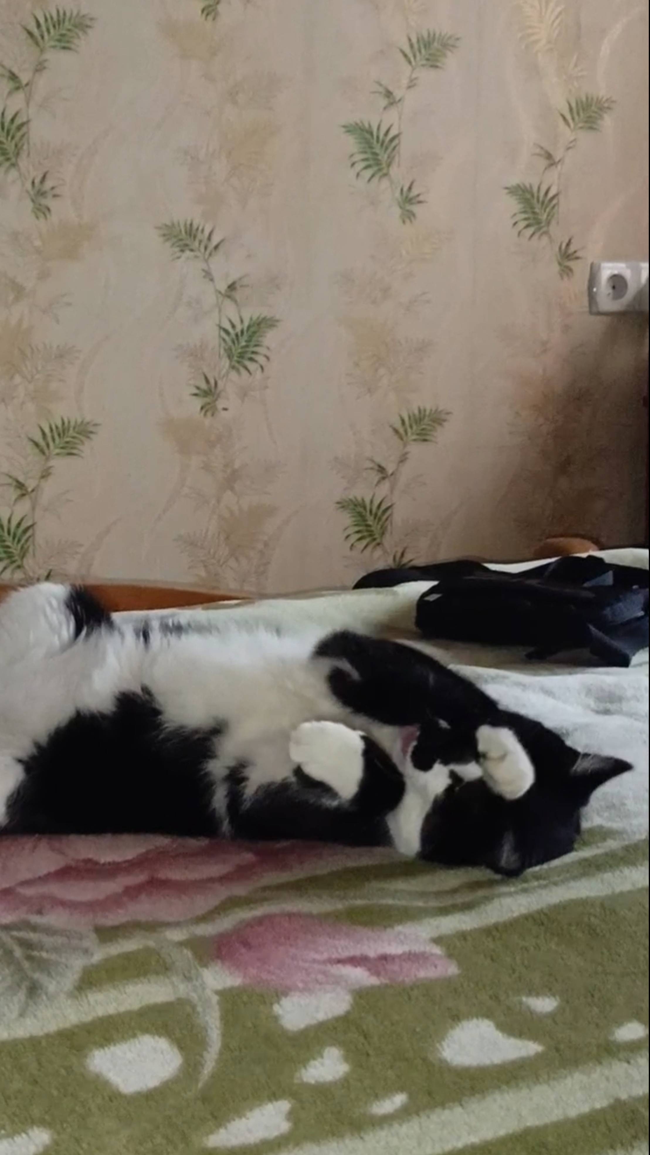 Котик Барсик спорит с кошечкой Дарси где лучше спать. смотреть онлайн
