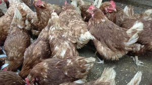 Несушка Хайсекс Браун