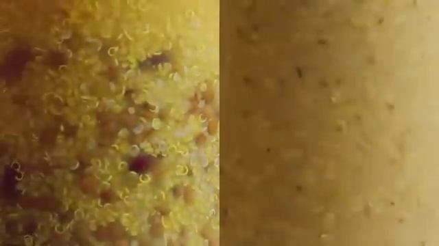 MAGGI Super Grains: Quinoa and Freekeh Soups смотреть онлайн