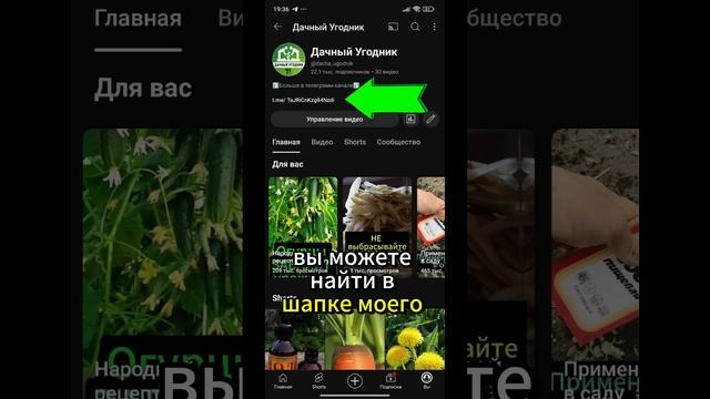 Никогда не выкидывайте ботву томатов! #дача #сад #огород #томаты смотреть онлайн