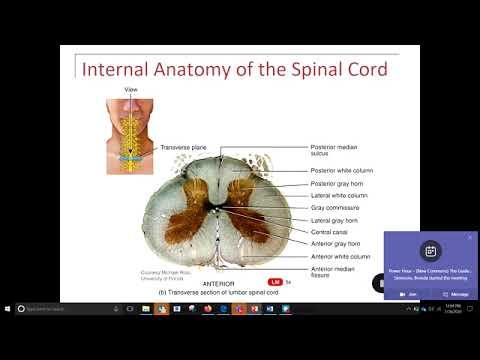 Spinal Cord Anatomy & Physiology (1 of 3) смотреть онлайн