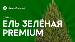 Зеленая ель премиум — обзор, основные особенности, где купить | ЖиваяЁлка.рф