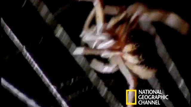 Spider Kills Bat | National Geographic смотреть онлайн