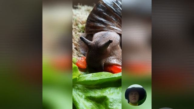 Улитка ест неторопливо и аккуратно смотреть онлайн