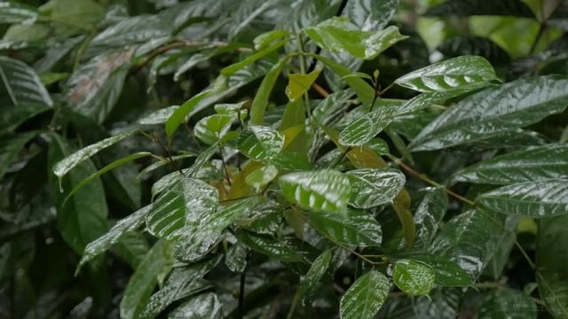 🌴 Тропические звуки дождя и расслабляющее видео природы - Сон/ Отдых/ Учеба/ Медитация смотреть онлайн