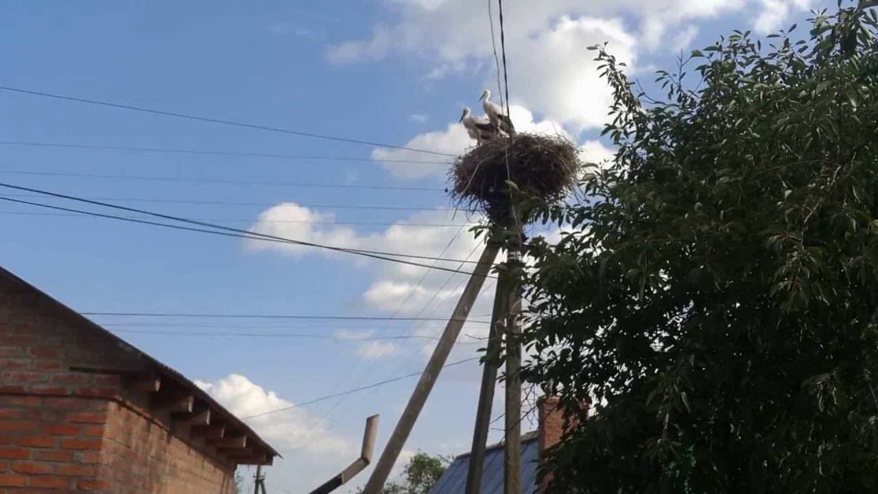 Storks in Ruzhyn VV60724 173840 смотреть онлайн