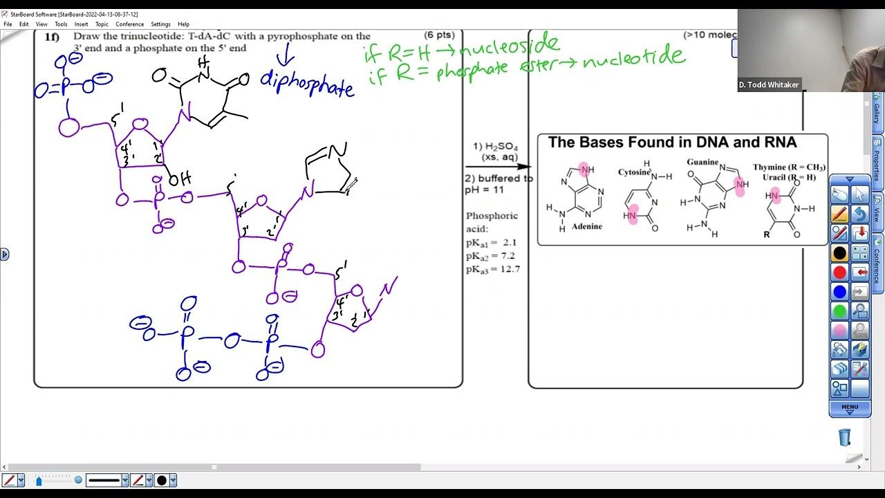 c242w22NamingDrawAtrinucleotide смотреть онлайн