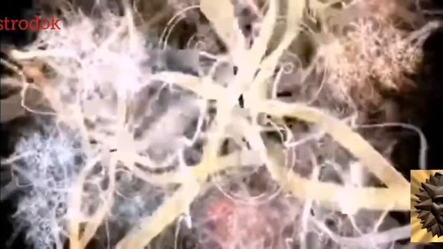 Солнечное затмение. Конец периода затмений 2020г смотреть онлайн