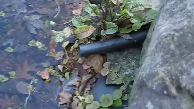 The Best Rain Barrel I Have Ever Seen-and Affordable