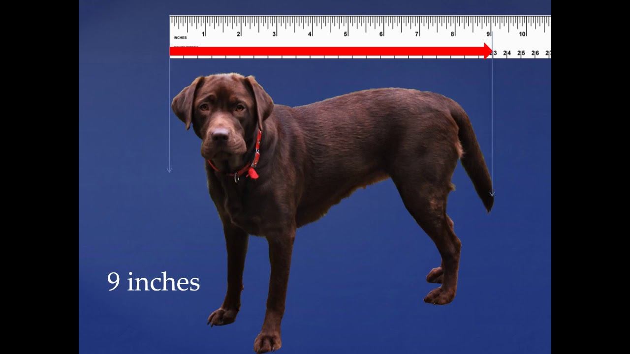 Grade 1: Math Lesson #97 Measuring To The Nearest Inch Using A Ruler and Cute Puppies смотреть онлайн
