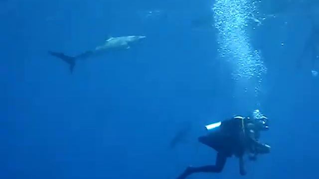 Cuba Silk Shark 01 смотреть онлайн