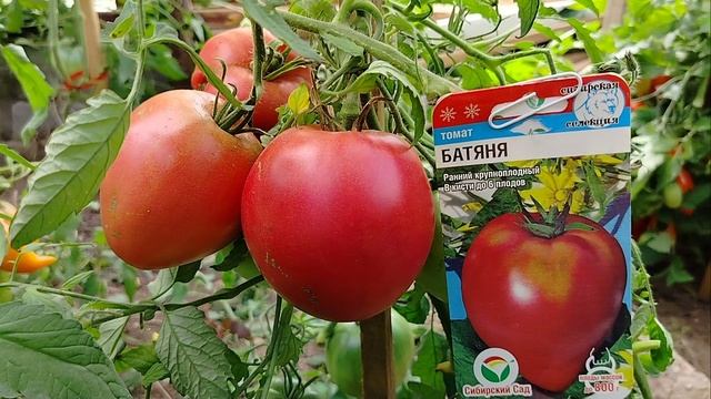 385 Томат сорта"Батяня" по состоянию на середину августа 2024 год смотреть онлайн