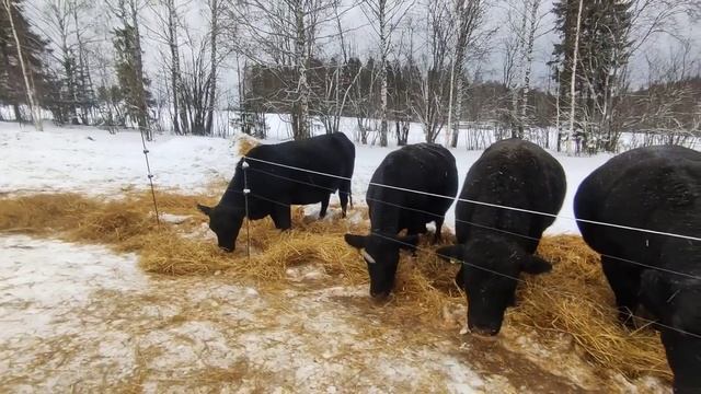 ПОЧЕМУ ОНИ У НАС ТАКИЕ ТОЛСТЫЕ?  НЕсекреты кормления наших ангусов