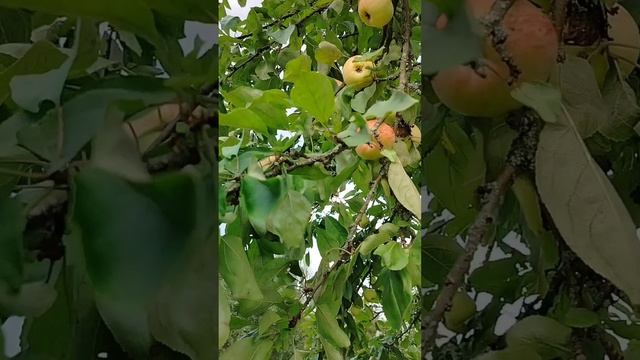 384 Музыкальная пауза. Яблоки. июль 2024 год смотреть онлайн