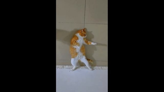 Приколы с котами! СМЕШНЫЕ КОТЫ и собаки! С ОЗВУЧКОЙ! Самые смешные животные! смотреть онлайн