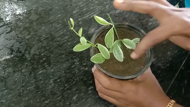 #DischidiaHangingplantsCare #inMalayalam Easy Fast Growing смотреть онлайн