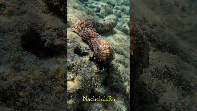 Монстры и музыка смотреть онлайн