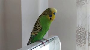 Волнистый Попугай разговаривает 🐦 Попугай говорит 🐦 Забавные животные 🐦