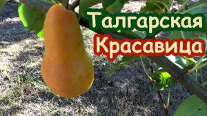Прекрасный сорт для органического садоводства - груша ТАЛГАРСКАЯ КРАСАВИЦА