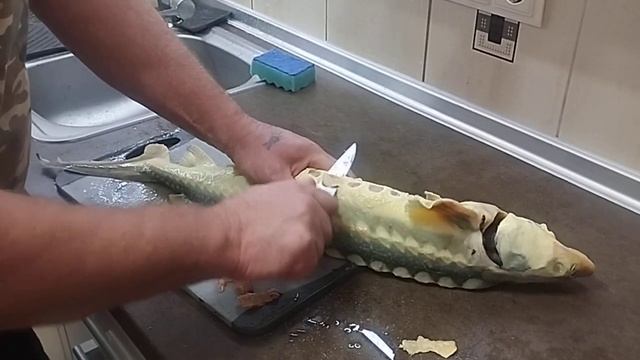 Разделка свежей осетрины. Простейшая чистка осетровых для любителей свежего осетра.