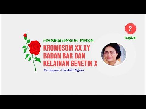 Kromosom XX, XY, Badan Barr dan Kelainan Genetik di Kromosom X смотреть онлайн