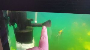 Мутная вода в аквариуме. Избавляемся от мутной, зеленой воды в аквариуме