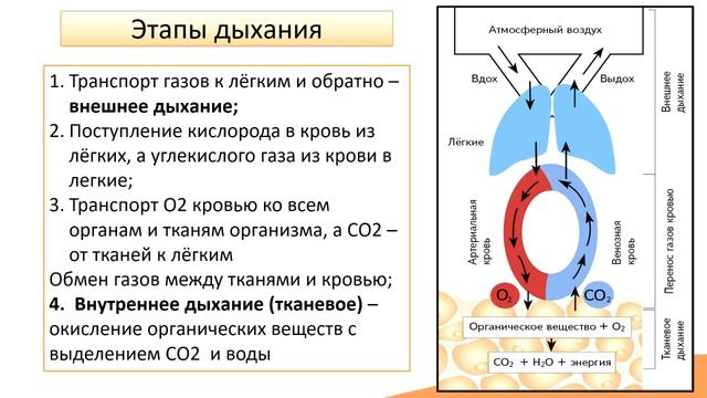 8.1. Общие сведения о дыхательной системе смотреть онлайн