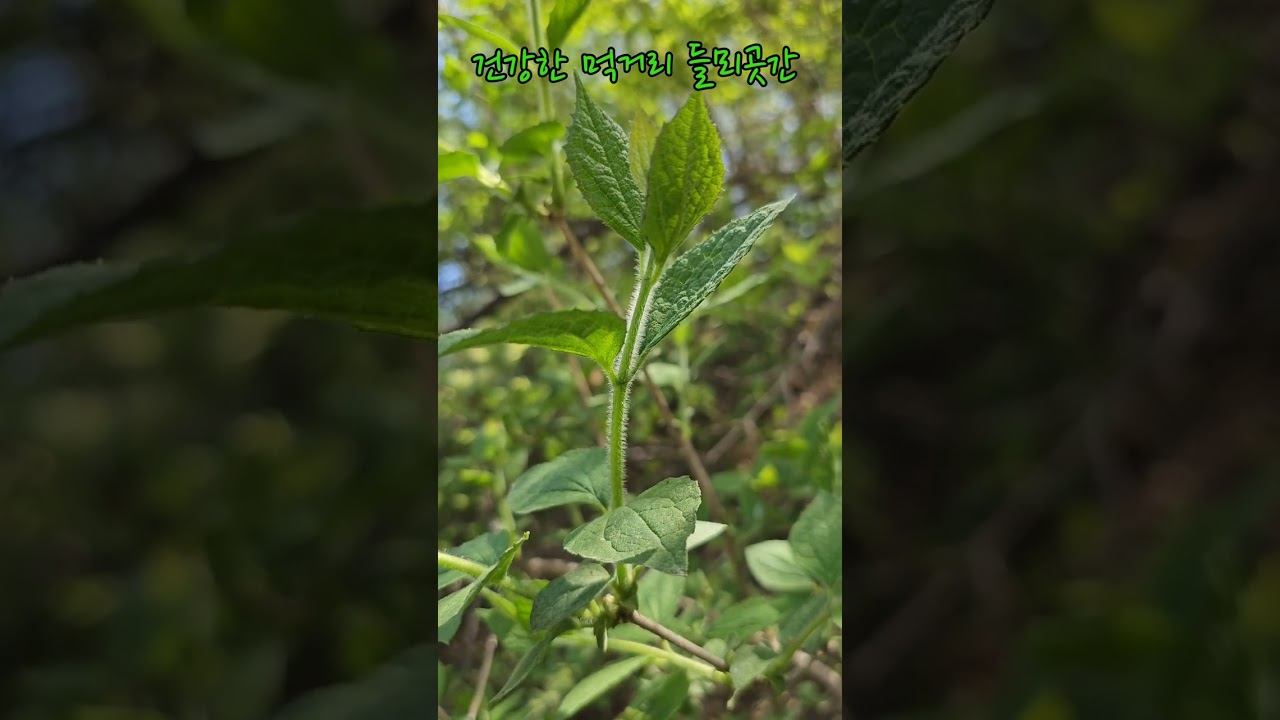 향긋한 오이향이나는 고급나물 #고광나무 #오이순나물 смотреть онлайн