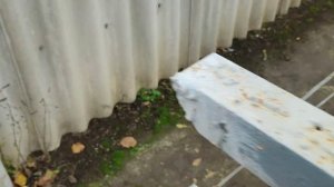 Укрытие винограда дорнитом (геотекстилем) на зиму. 24.11.24