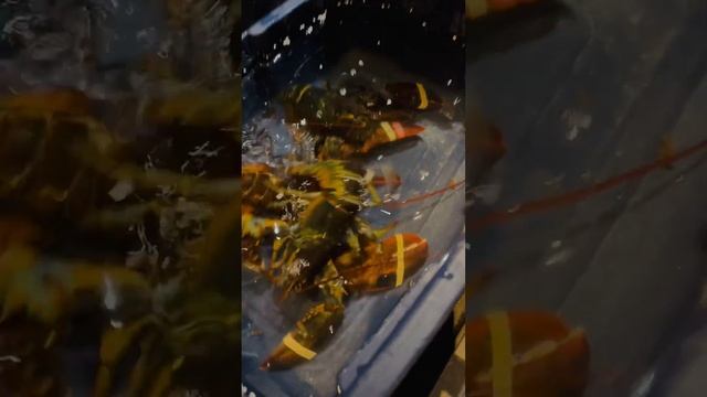 TOUCHING LOBSTERS #short #fyp #youtube #lobsters #lobstersquad #foryou #youtubeshort #reels #fypシ