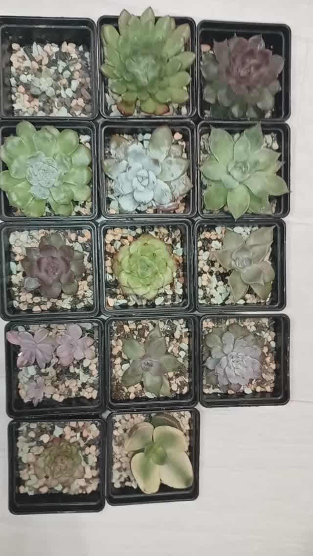 Мир суккулентов