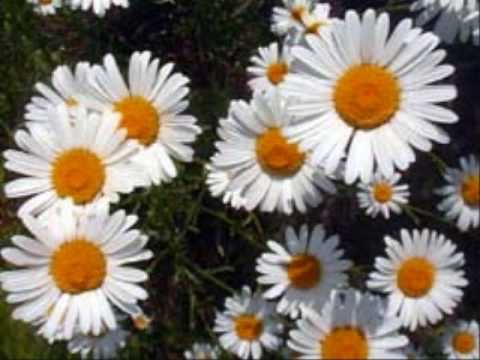Fibonacci Numbers in Nature смотреть онлайн