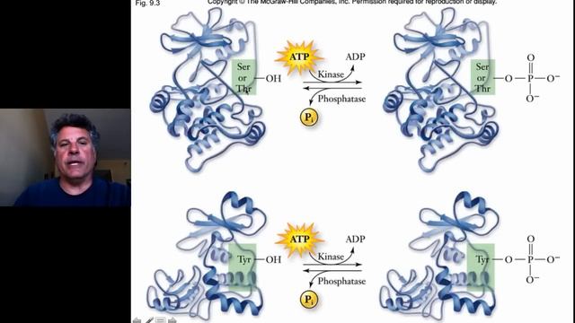 7.2.1 - Introduction to Cell Signaling/Communication смотреть онлайн