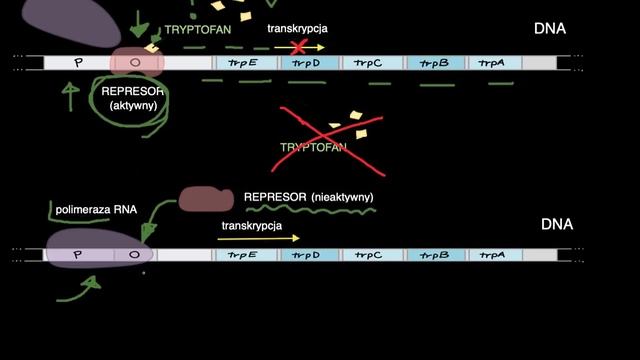Operon Tryptofanowy