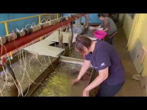 Сахалинский осётр (Acipenser mikadoi) генерации 2023 г. Алексин 25.05.2023