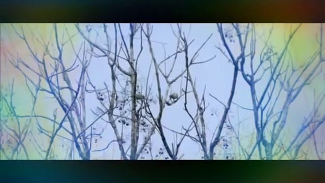 Charming birds songs charm our Nature смотреть онлайн